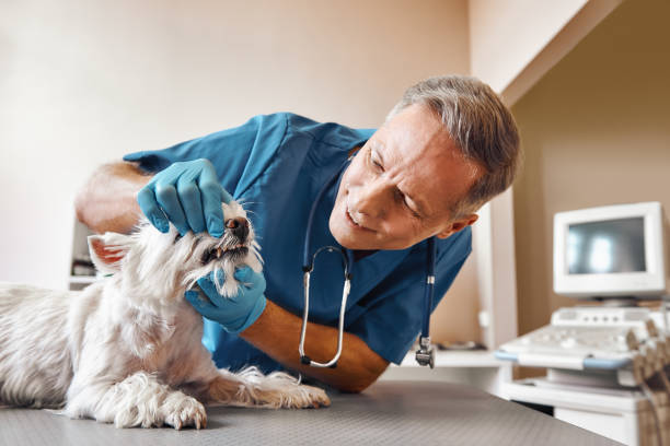 Best Broken or Cracked Tooth Emergency Dentist in Canton, SD